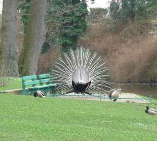 Pfau im Park