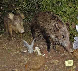 Rundgang durch das Museo della Foca Monaca