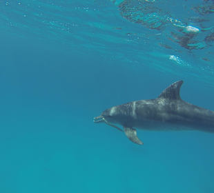 Verspielter Delfin mit Muräne