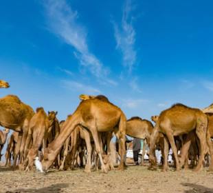 Kamelmarkt Shalateen Ägypten-Morgenland Reisen
