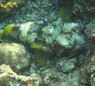 Masken-Igelfisch in der Coraya Bucht