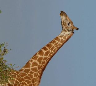 Giraffe