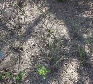 Rosengarten Zweibrücken