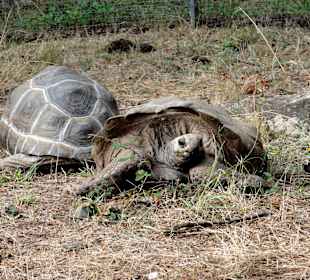 Landschildkröten in der Sonne