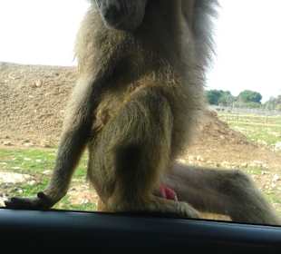 Im Safari Zoo Sa Coma