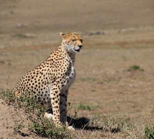 Masai Mara