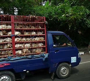 Hühnertransport