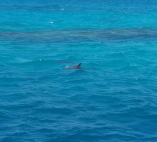 Delfinausflug mit Mo 