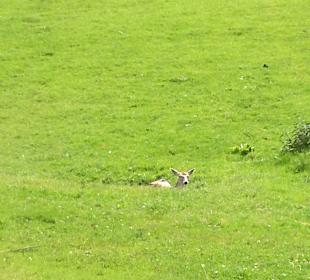 Wanderung Talschluss in Hüttschlag