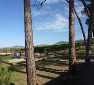 Weingebiet Stellenbosch