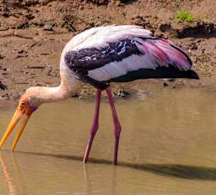 Udawalawe Nationalpark