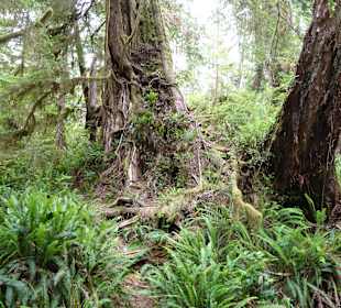Rainforest Trail  