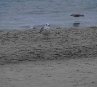 Strand Kolberg/Kolobrzeg