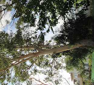 Неизвестное дерево