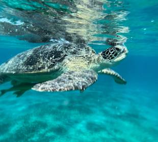 Schnorcheln Abu Dabbab