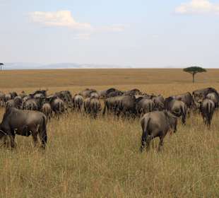 Masai Mara