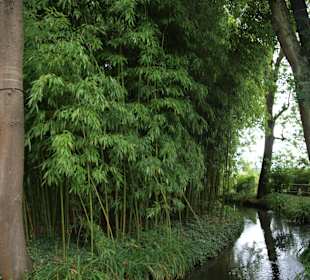 Rośliny w ogrodzie Moneta