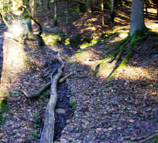 Natur pur unten an der Klamm