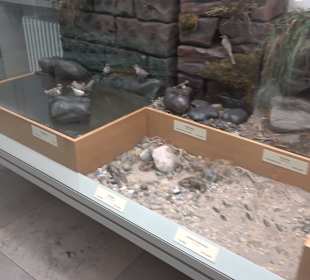 Staatliches Naturkunde Museum