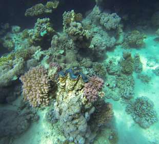 Korallen mit Riesenmuschel