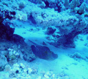 Blauchpunktrochen