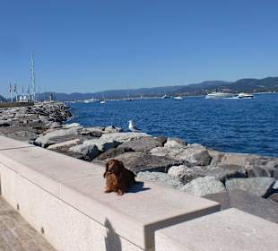 Auch unserem Dackel gefiel der Hafen von St. Tropez