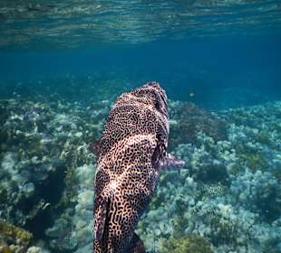 Großer Igelfisch am Hausriff