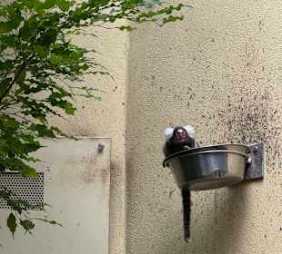 Tiergarten Straubing