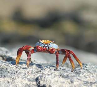 Crab
