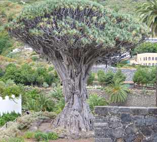 Parque del Drago