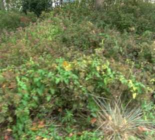 Uferpromenade Friedrichshafen