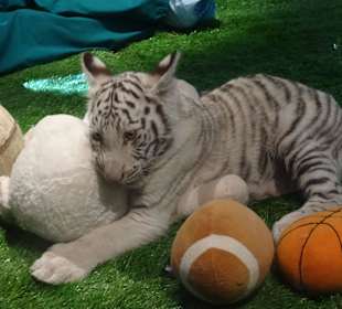 Tiger Baby
