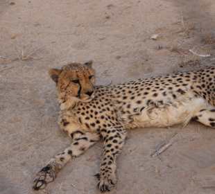 Farmführung: Gepard