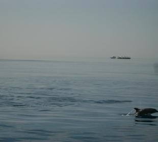 Sie sammeln sich sich erst 