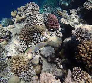 Schnorcheln Sharm el Naga