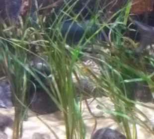 Nette Deko in den Becken