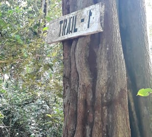 Masingini Forest