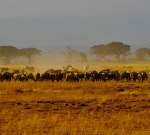 Tierherden im Amboseli Nationalpark