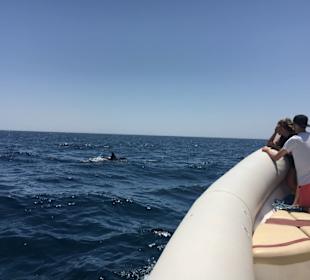 Und dank des Bootes wirklich nah dran / Motor aus 