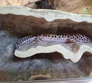 Reptilien Zoo Happ 