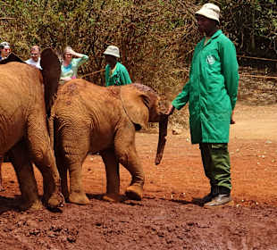 Auf dem Gelände des Elefantenwaisenhauses
