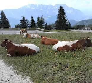 Rossfeld Panorama Straße