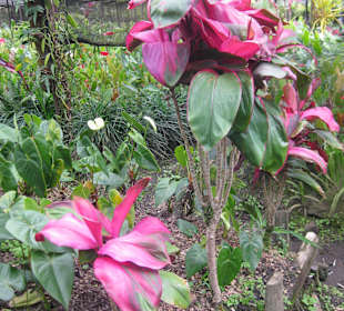 Anathurienplantage