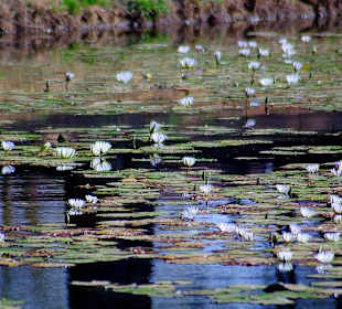 Auch Seerosen wachsen hier 