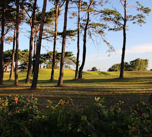 Kiefern umsäumte Bahnen