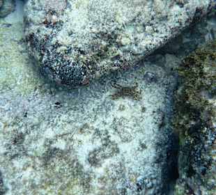 Unter Wasser am Hausriff