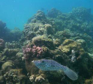 Besenschwanz-Feilenfisch