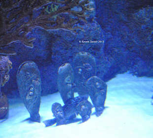 Steinpflanzen & Anemonen