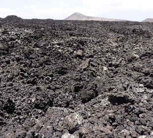 Wer genau schaut, kann ie Flechten erkennen.