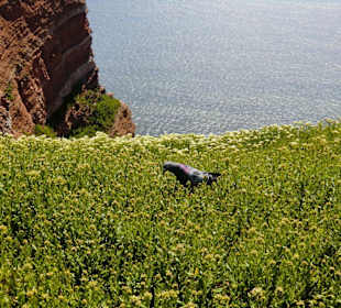 Helgoland
